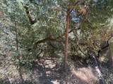 14742 Boquest Drive - Photo 41