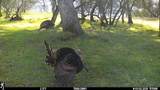 0 Vaira Ranch - Photo 10