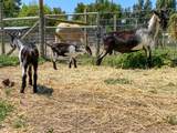 38364 Wisteria Way - Photo 89
