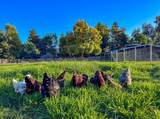 38364 Wisteria Way - Photo 91
