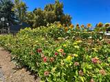 38364 Wisteria Way - Photo 93