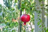 6 Datoro Court - Photo 28