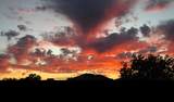 33203 Pintail Street - Photo 40