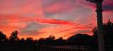 33203 Pintail Street - Photo 41