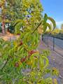 2125 Bear Rock Road - Photo 66