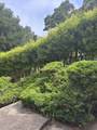 564 Spruce Street - Photo 24
