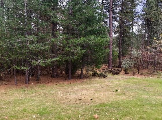 1300 Shady Tree Lane - Photo 1