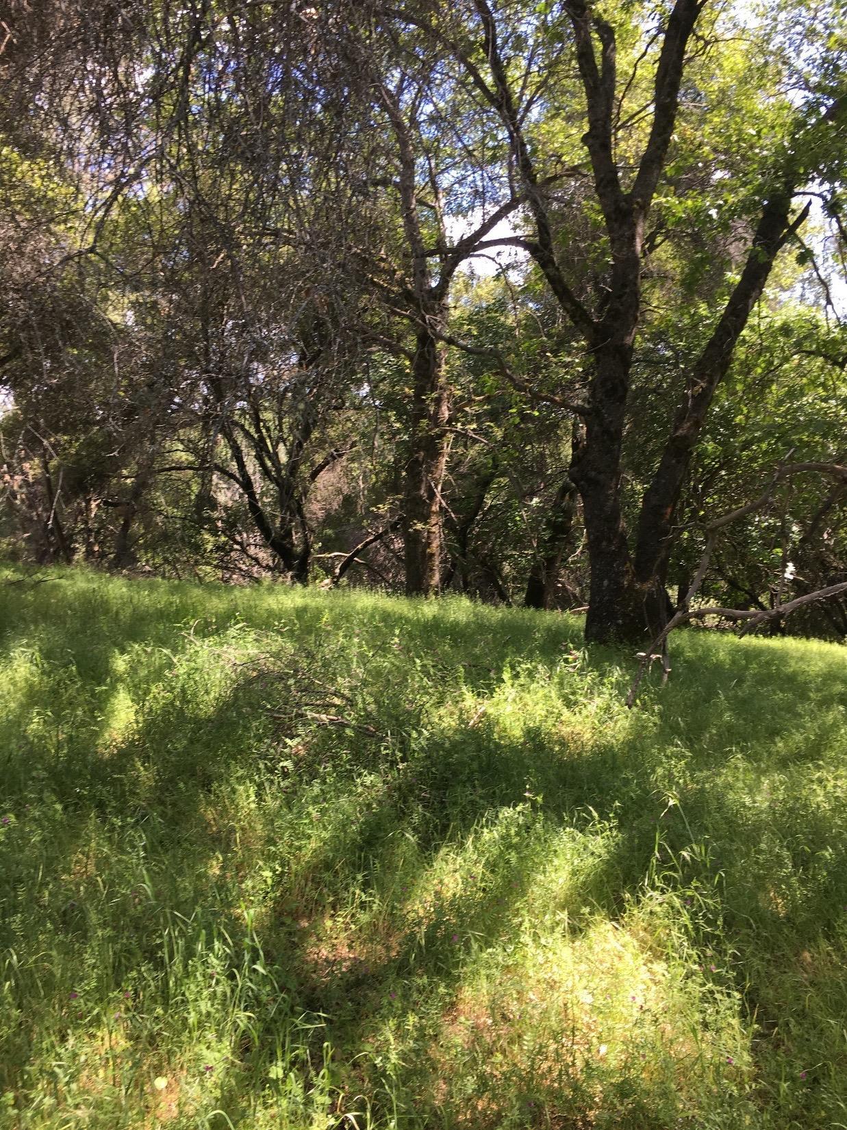 5270 Mount Aukum Road - Photo 1
