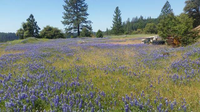 17252 Shake Ridge Rd - Photo 1