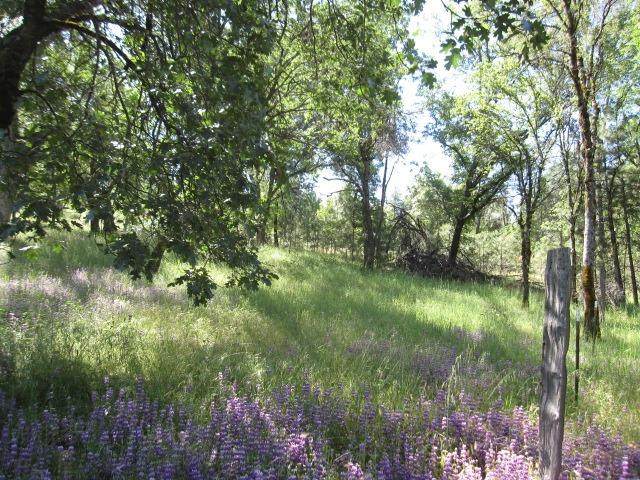 10828 Maranatha Place - Photo 1