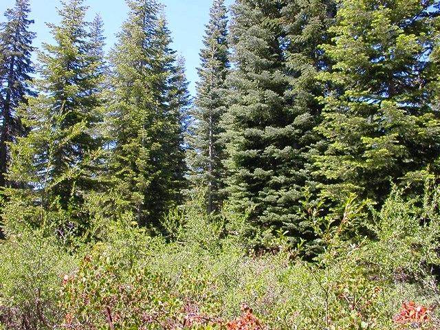 0 Natl. Forest #30 Road - Photo 1