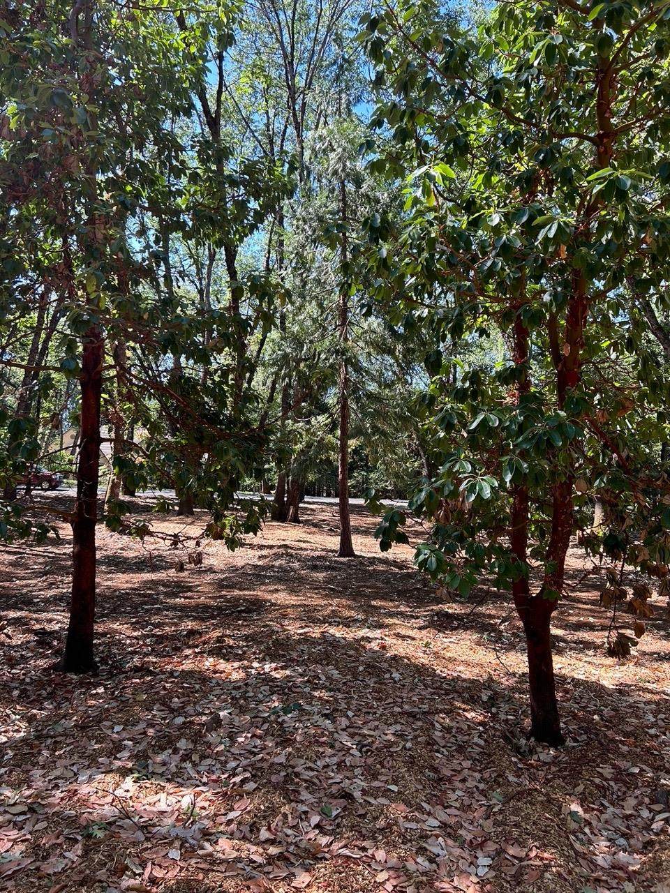 13028 Somerset Drive - Photo 1