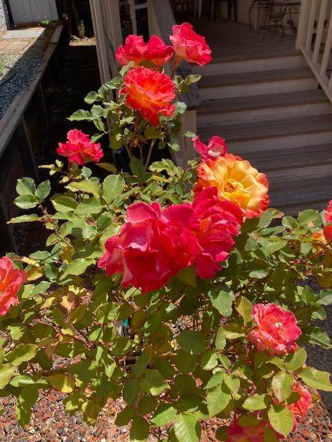 10365 Dalewood Way - Photo 1