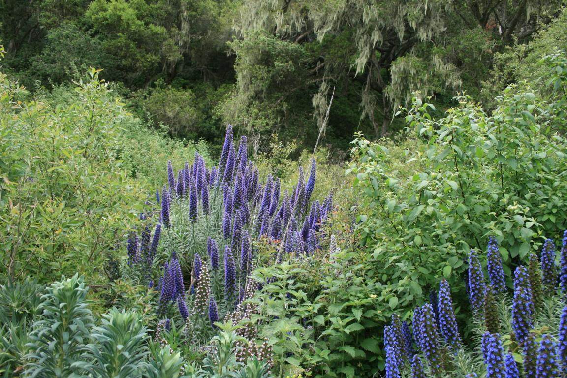 0 Aguajito Road - Photo 1