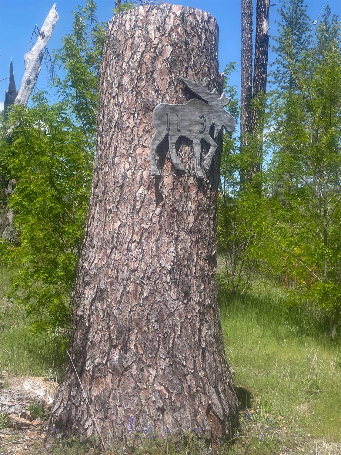 1103 Bald Rock Road - Photo 1