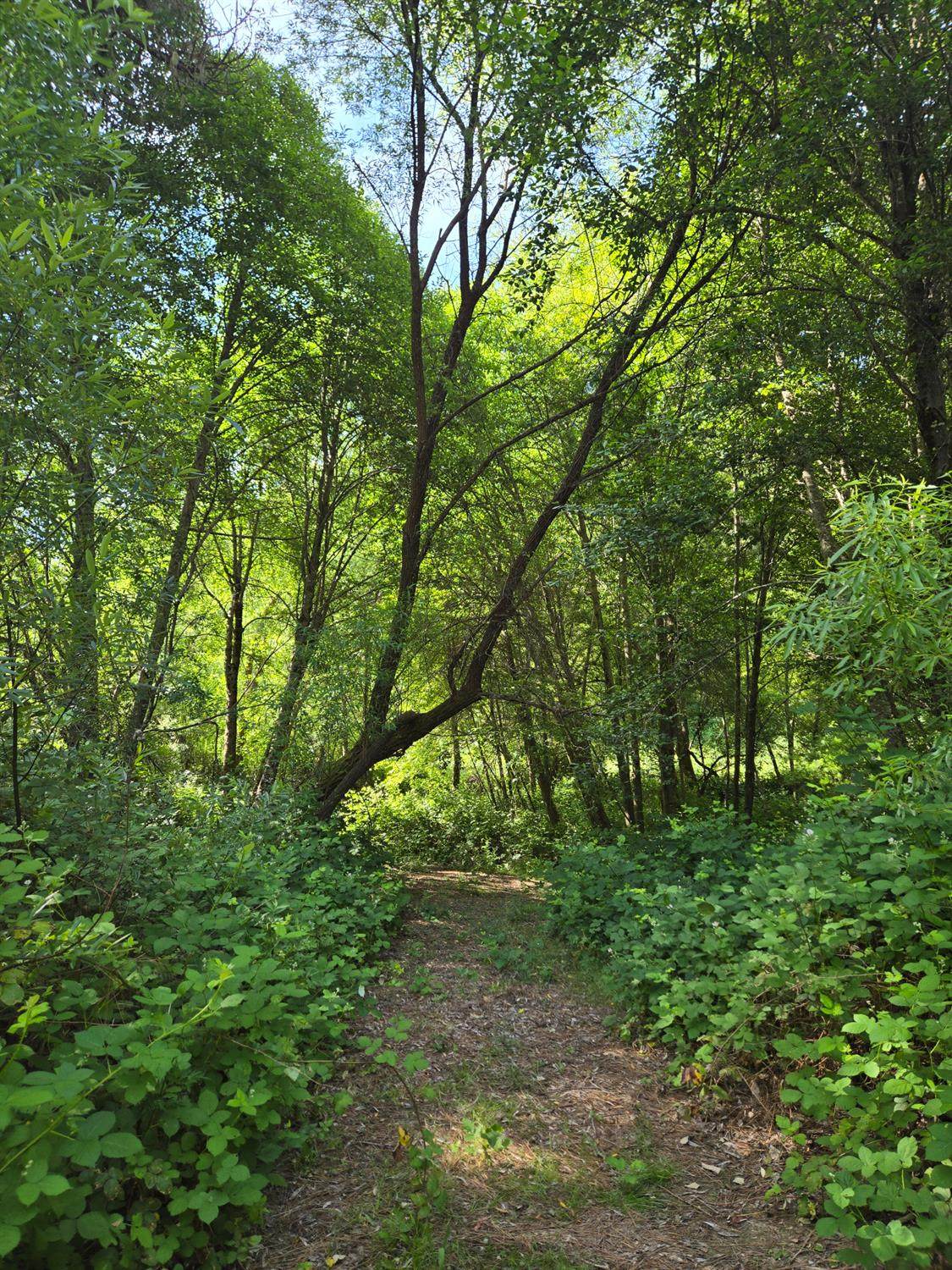 0 Greenwood Lane - Photo 1