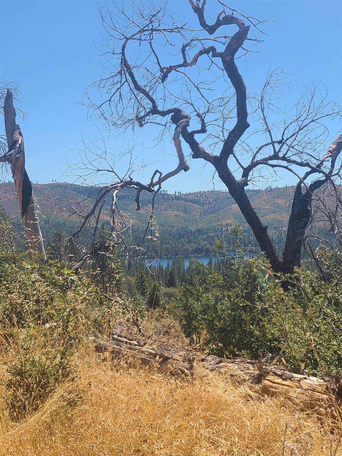 0 Hogg Ranch Road - Photo 1