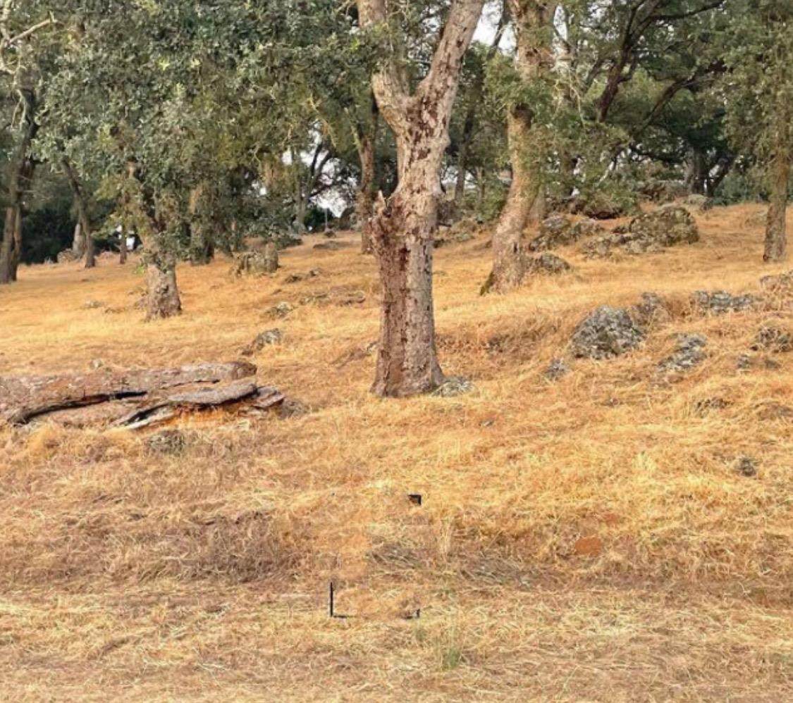 15249 De La Pena Circle - Photo 1