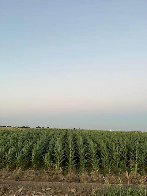 19366 Lammers Road - Photo 1