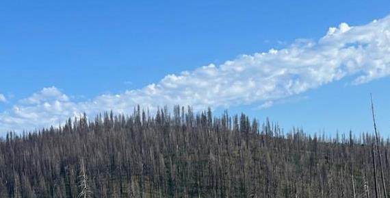 0 Grizzly Flat Road - Photo 1