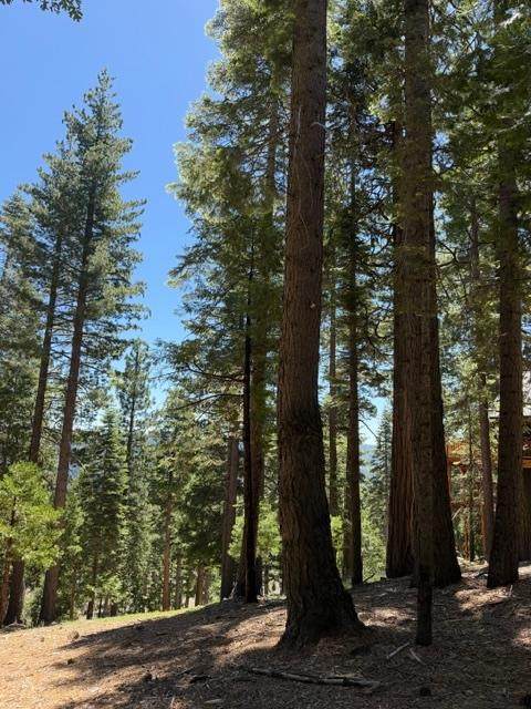 https://bt-photos.global.ssl.fastly.net/sacramento/orig_boomver_3_561030584-2.jpg
