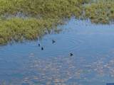 Lot 5332 Duck Club - Photo 21