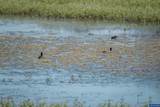Lot 5332 Duck Club - Photo 22