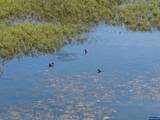 Lot 5332 Duck Club - Photo 23