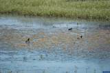 Lot 5332 Duck Club - Photo 25