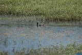 Lot 5332 Duck Club - Photo 27