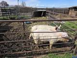 68499 Kunze Ln - Photo 18