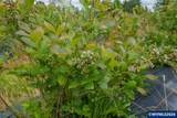 39129 Groshong Rd - Photo 37