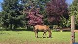Lot 1800 Nehalem - Photo 22