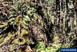 2678 Drift Creek - Photo 14