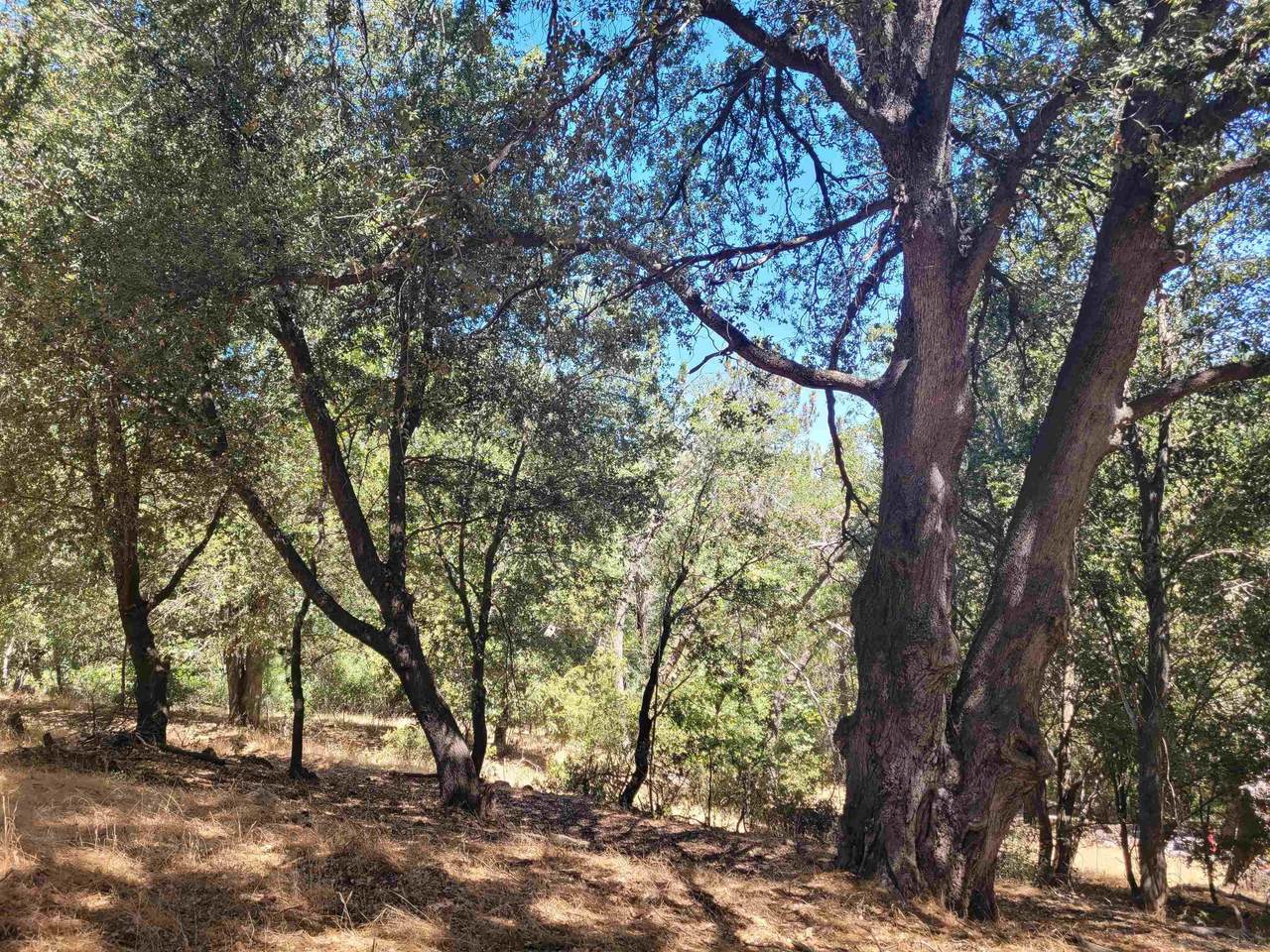 Pine Hills Rd - Photo 1