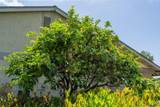 3575 Guava Way - Photo 30