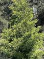 000 Toyon Mountain Ln - Photo 13