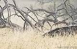 0000 Tule Springs Road - Photo 32