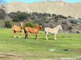 41346 Coalinga Mineral Springs Road - Photo 51