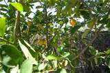 9892 River Road - Photo 38