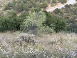 4 Coya Trail - Photo 14