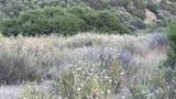 4 Coya Trail - Photo 20