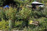 28052 Via Congora - Photo 57