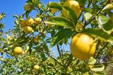 4773 El Mirlo - Photo 54
