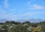0 Cactus - Photo 2