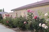 12515 Tamarisk - Photo 26