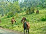 0 Yellow Dog Trail - Photo 11