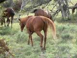 0 Yellow Dog Trail - Photo 10