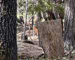 0 Platt Mountain - Photo 4