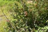 1 Duzel Creek Road - Photo 10